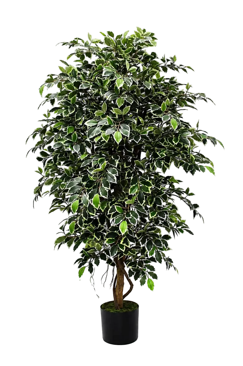 Künstlicher Ficus Retusa – Lysandros | 180 cm