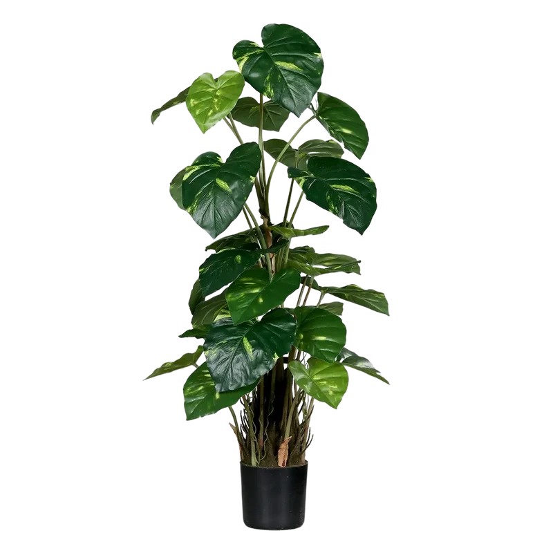 Kunst Pothos - Jacobo | 82 cm
