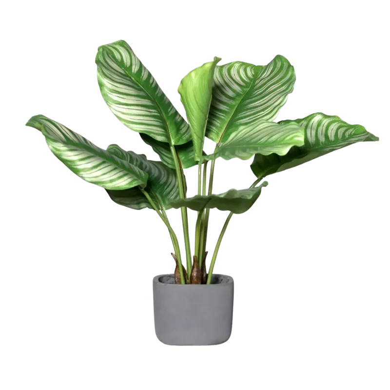 Kunst Calathea - Mathilda | 50 cm