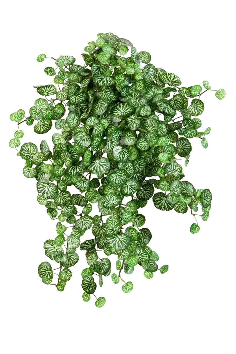 Kunst saxifrage - Emanuel