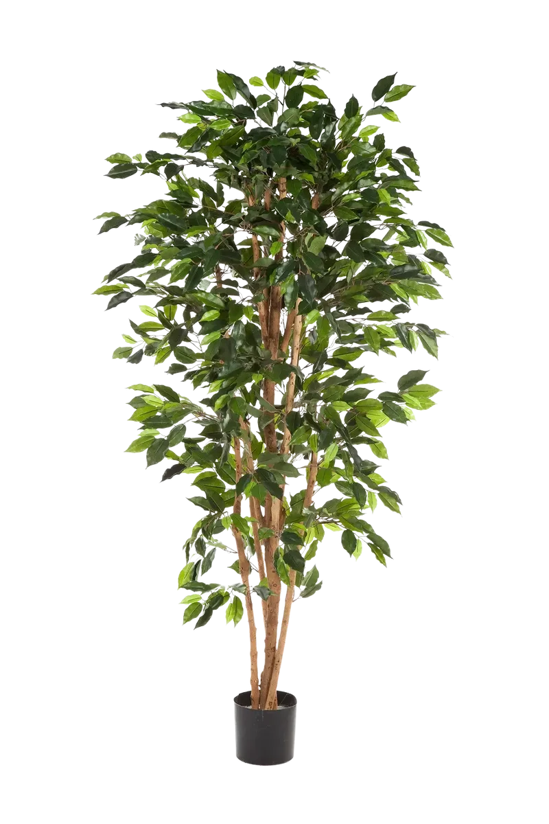 Künstlicher Ficusbaum – Sylvior | 150 cm
