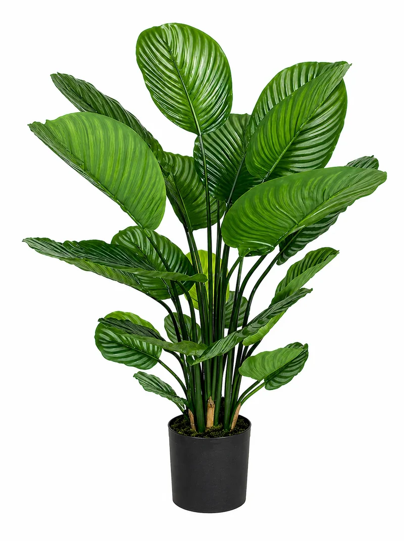 Künstliche Calathea – Norelia | 80 cm
