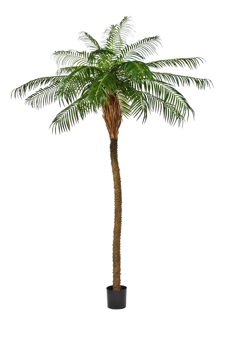 Künstliche Phoenixpalme – Zephyra | 210 cm