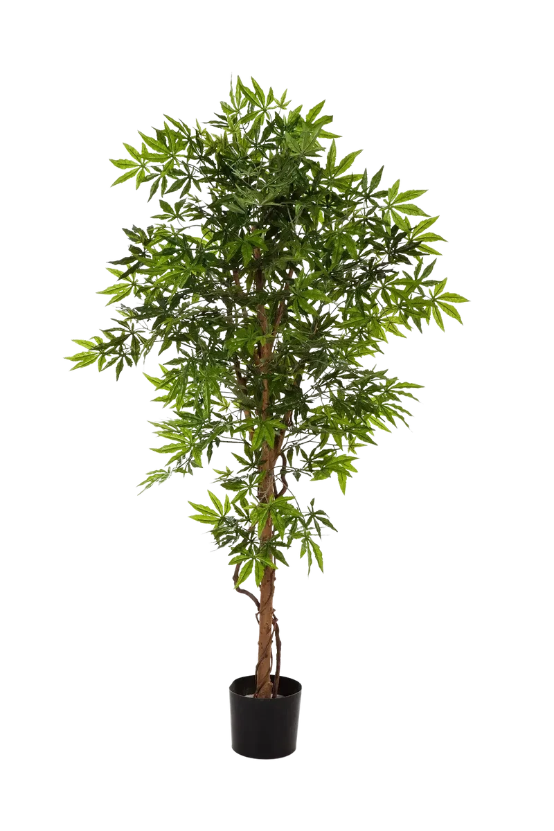 Japanse Kunstesdoorn - Ottilie | 210 cm