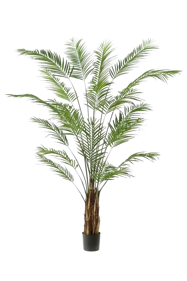 Kunst Areca palm - Isaiah | 240 cm
