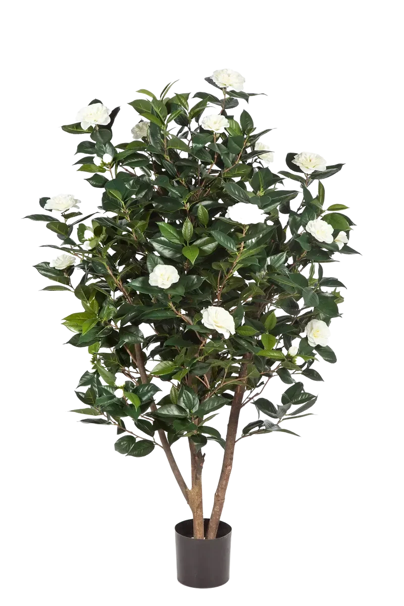 Japanse kunstcamelia - Patrice | 150 cm
