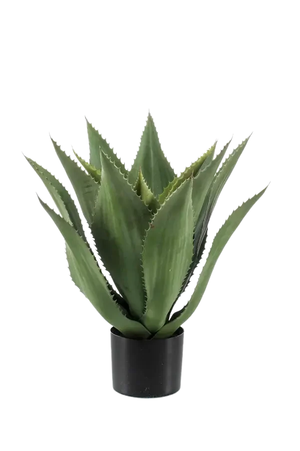 Kunst Agave - Aki | 55 cm, in pot