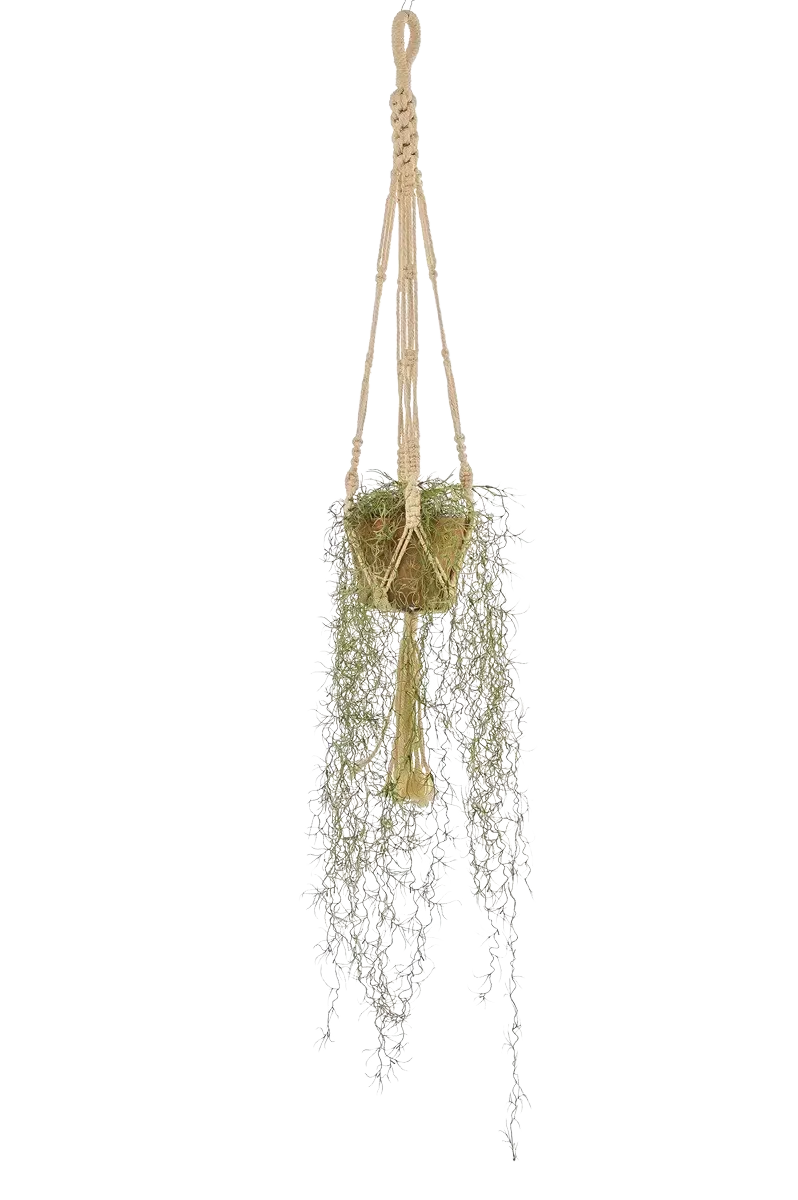 Kunst Tillandsie - Harry | 95 cm, in pot