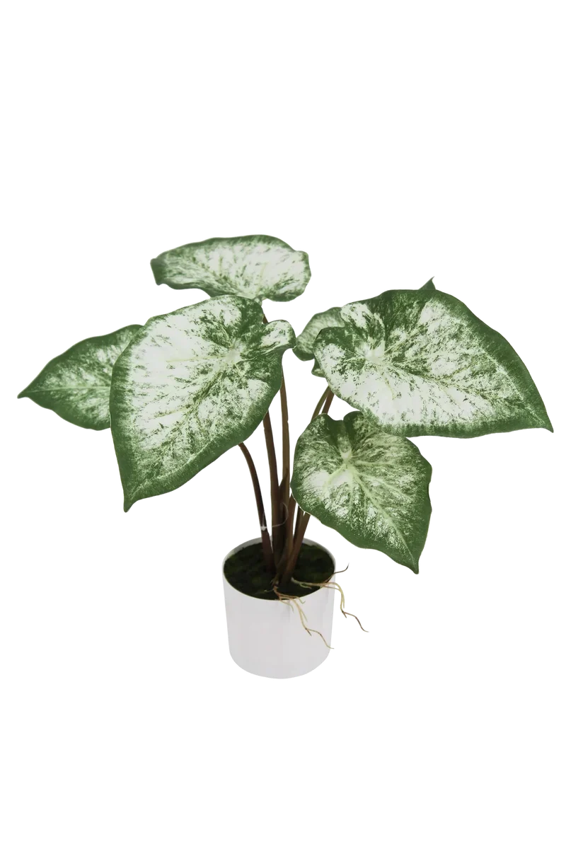 Künstliche Caladium - Dalia | 45 cm