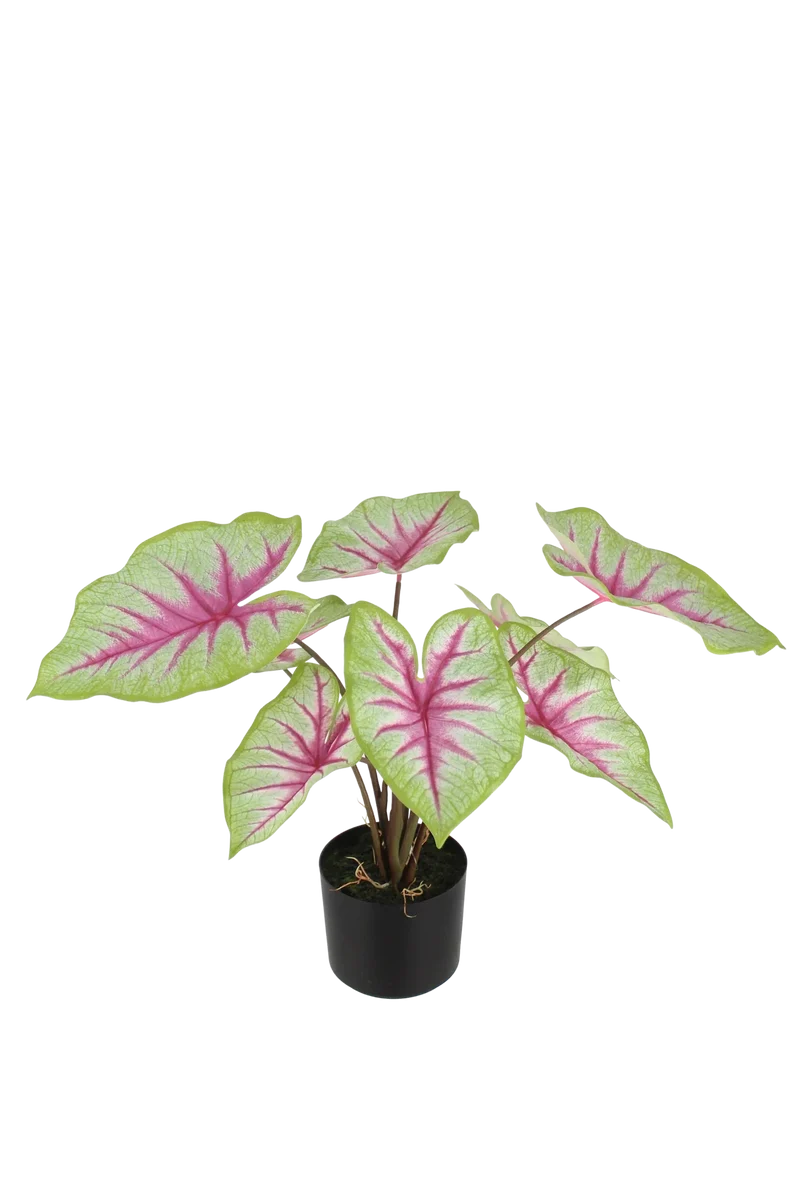 Künstliche Caladium - Malena | 55 cm