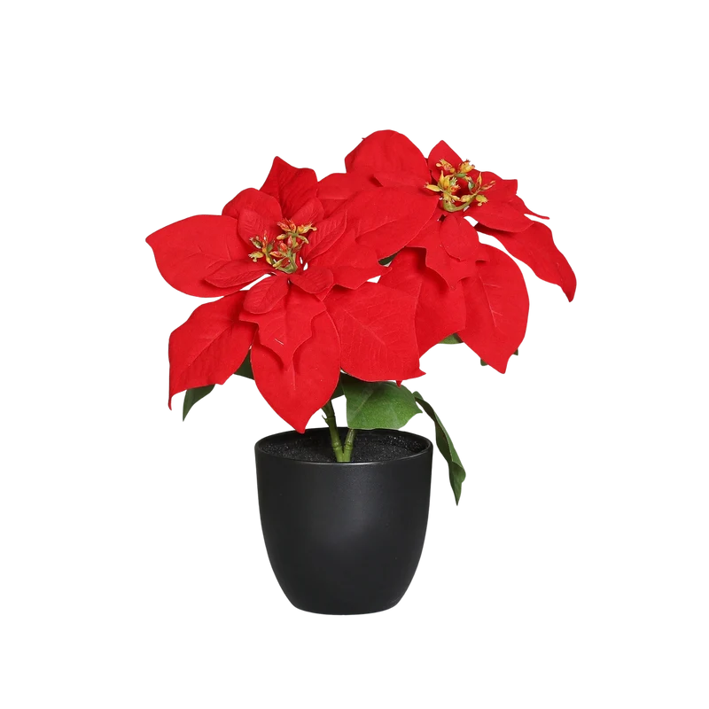 Kunstster - Cady | 7 cm, in pot