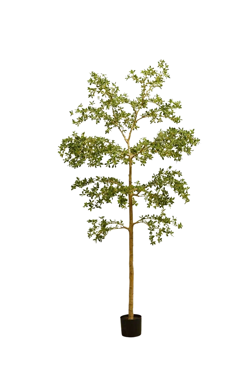 Künstlicher schwarzer Olivenbaum - Finja | 290 cm