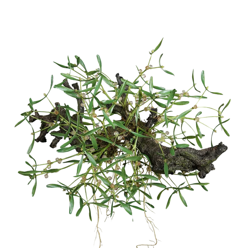 Künstlicher Mistelzweig - Will | 58 cm