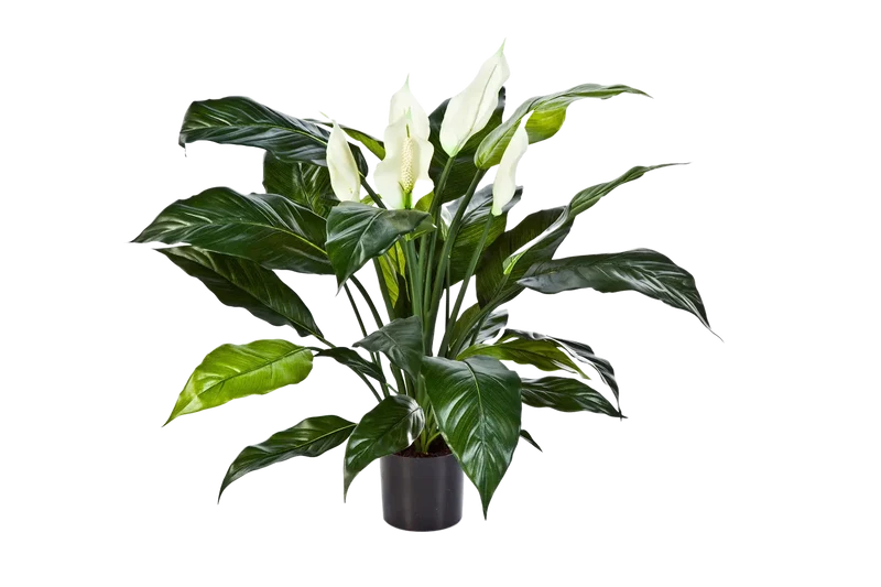 Kunst Spathiphyllum - Big-Luna | 73 cm