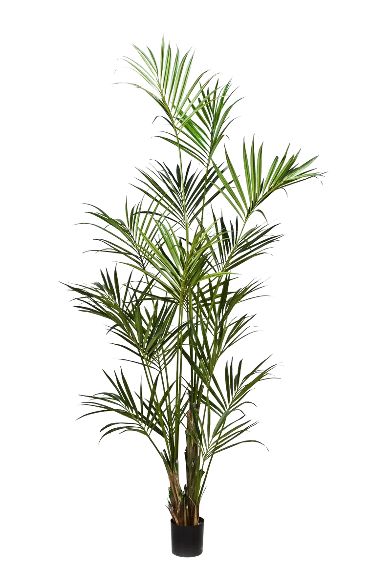 Kunst Kentia Palm - Cataleya | 260 cm
