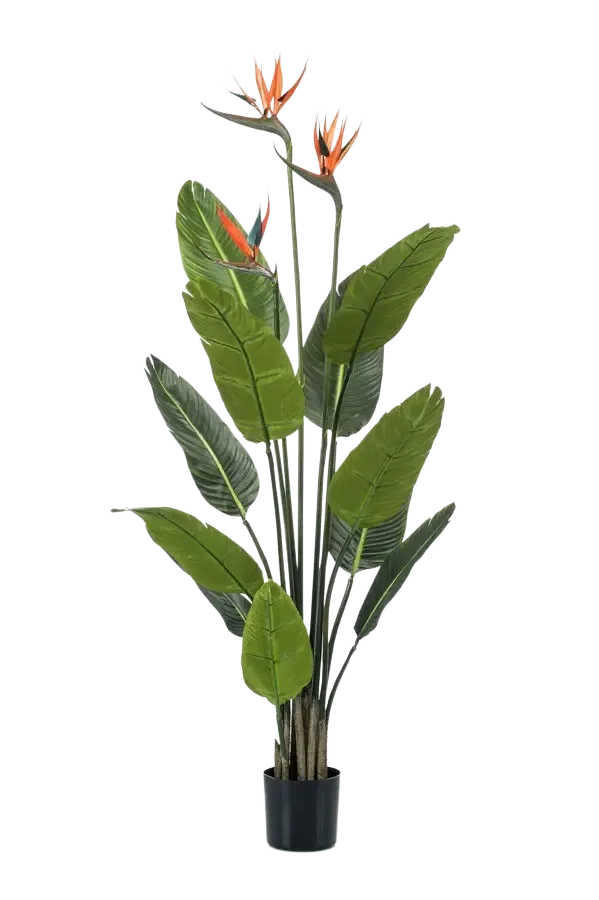 Kunst Strelitzia - Constantin | 120 cm