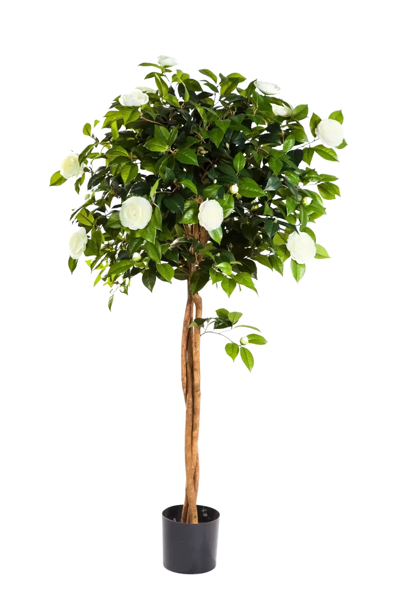 Kunst Camellia Boom - Pina | 130 cm