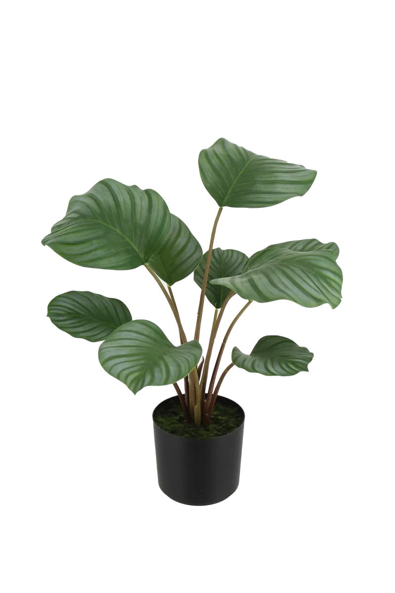 Künstliche Calathea - Silvina | 45 cm