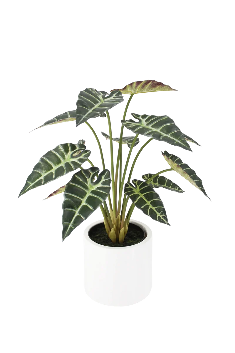 Künstliche Alocasia - Tamika | 70 cm