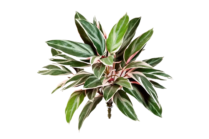 Kunst Cordyline - Mila | 48 cm