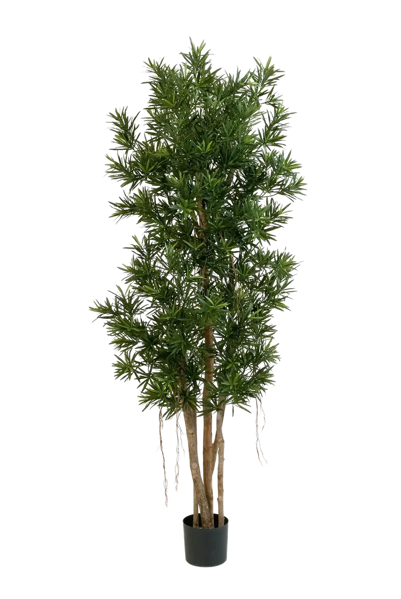 Kunstmatige Podocarpus Reflexa- Paul | 180 cm
