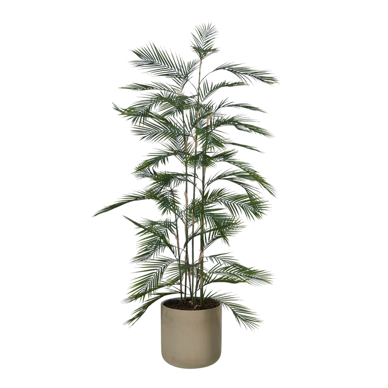 Künstliche Bergpalme - Nolte | 180 cm