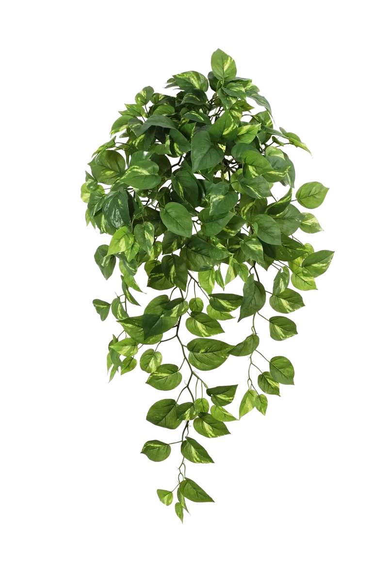 Kunst hangende Pothos - Bella | 85 cm