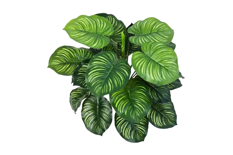 Kunst Calathea - Clara | 45 cm