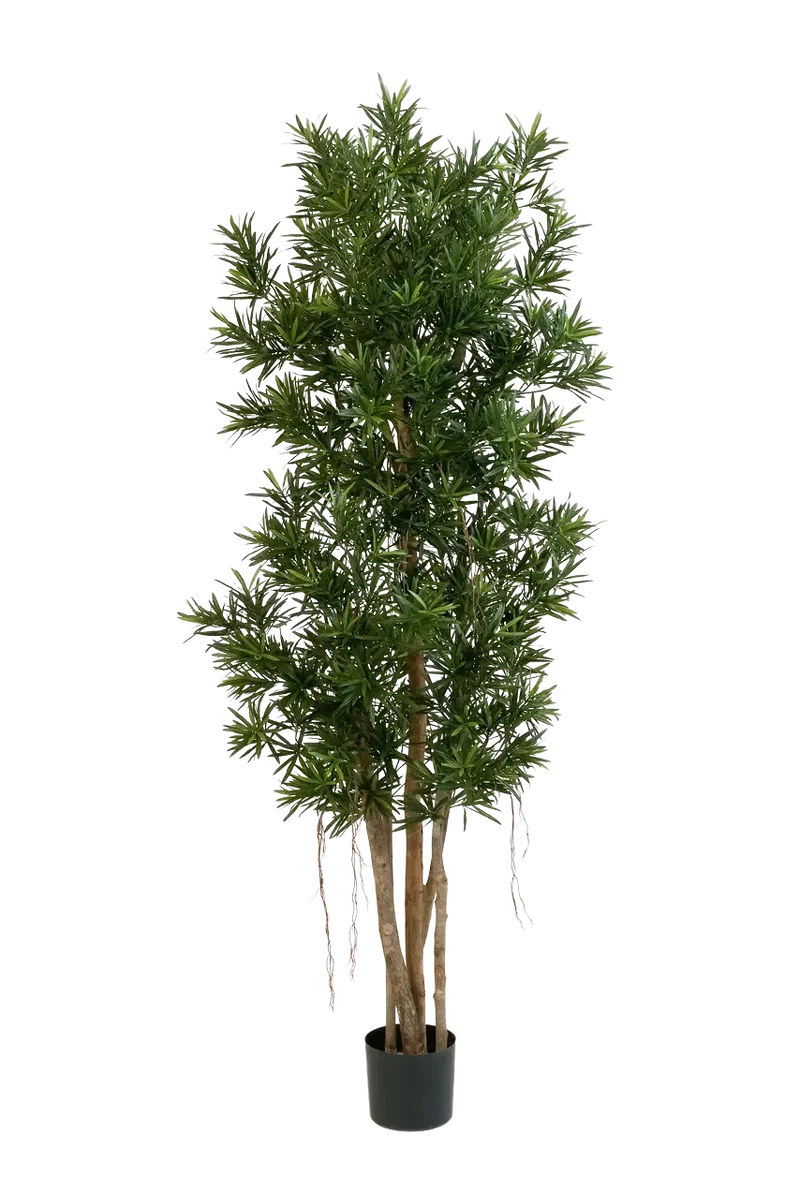 Kunstmatige Podocarpus Reflexa- Paul | 210 cm