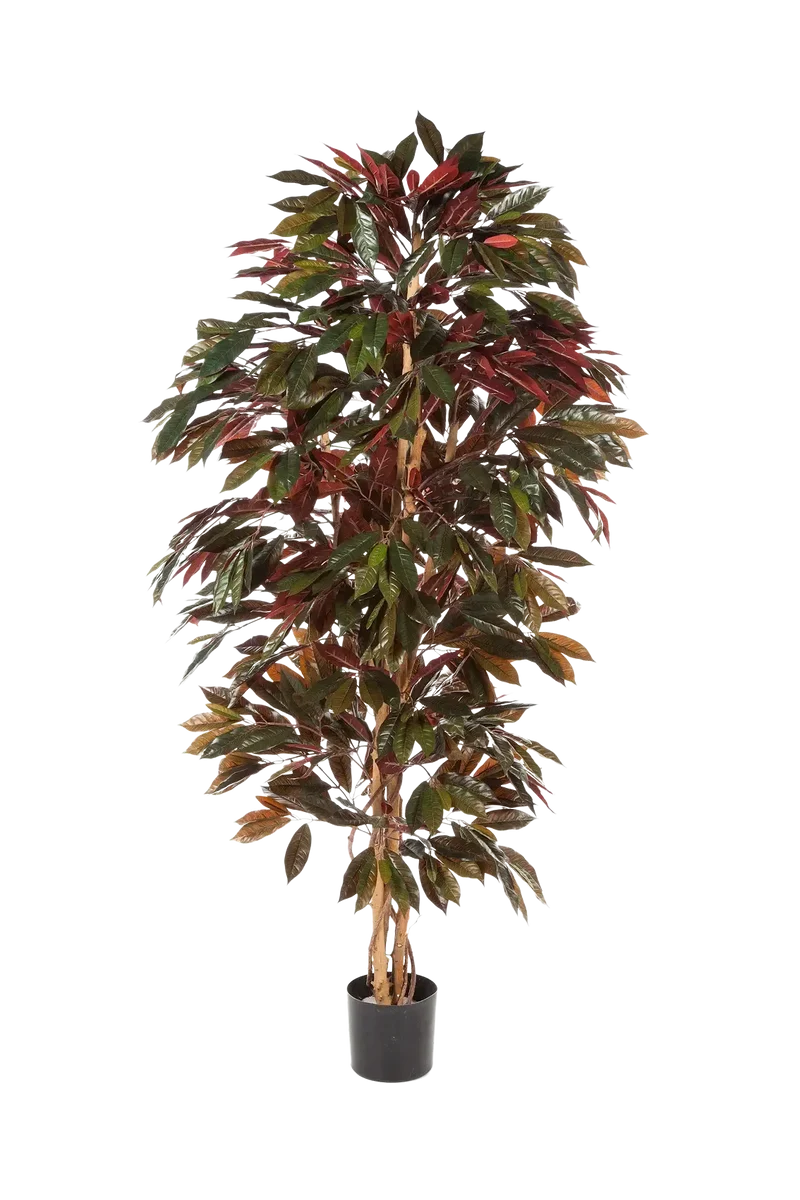 Kunstmatige Capensia Boom - Oliver | 210 cm