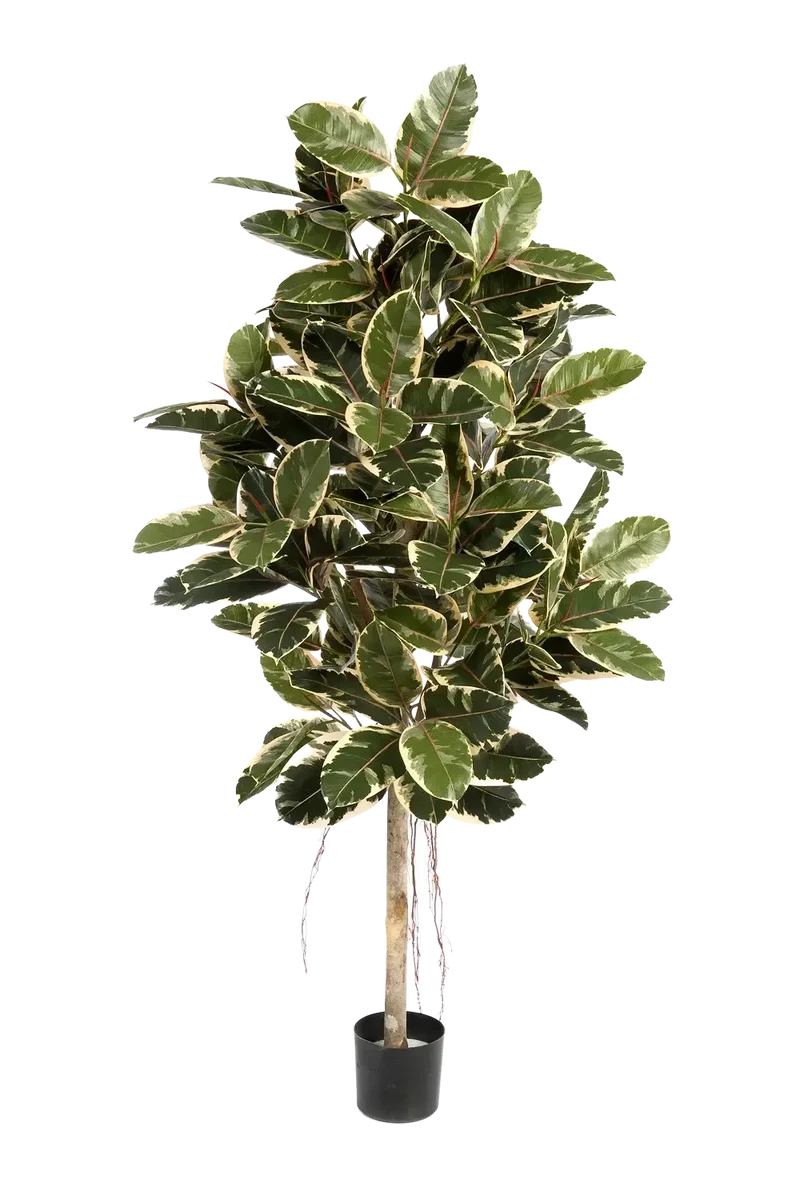 Kunstmatige rubberboom - Kerim | 210 cm