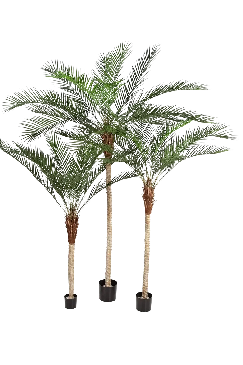 Kunst dadelpalm - Kian | 240 cm