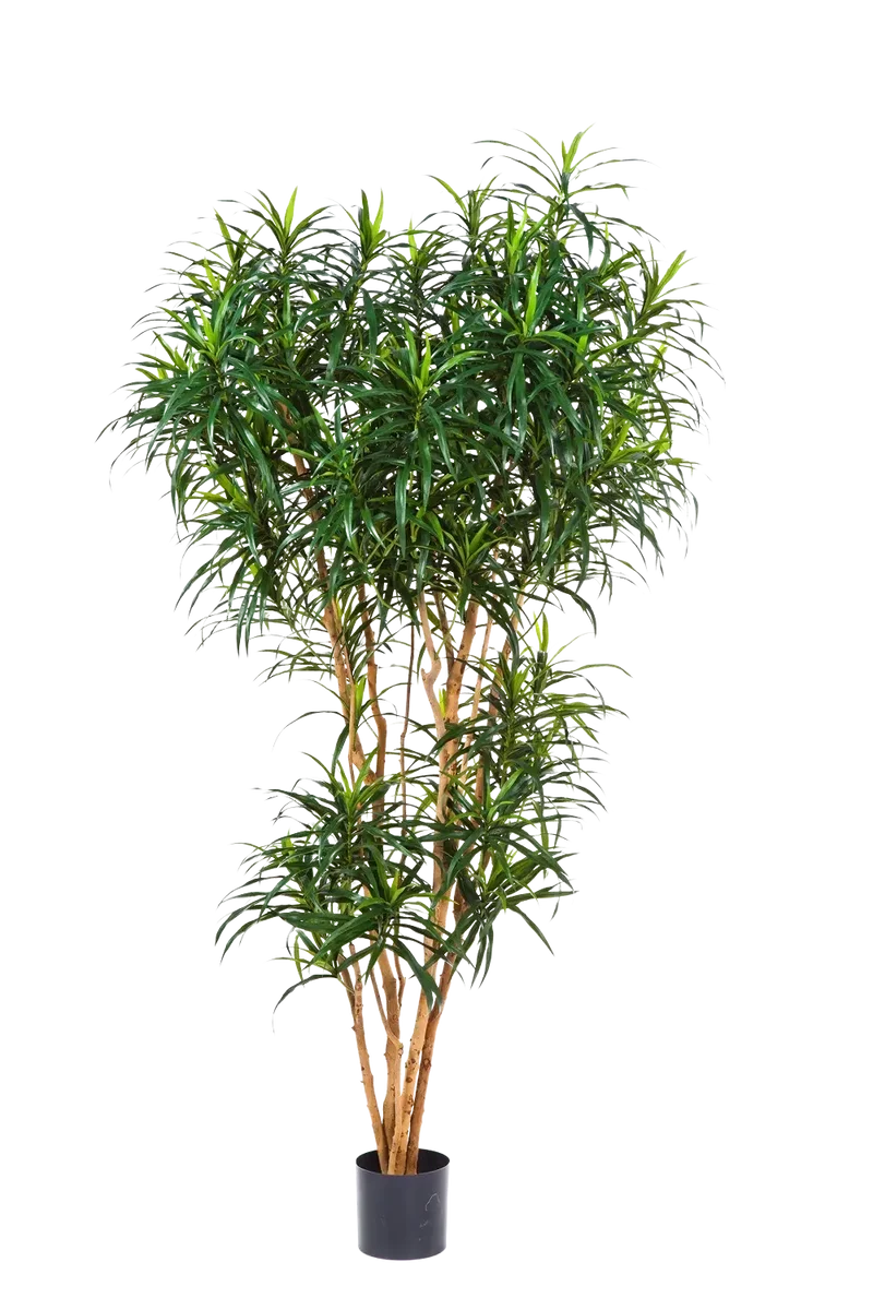 Kunst Drakenboom - Helmut | 180 cm