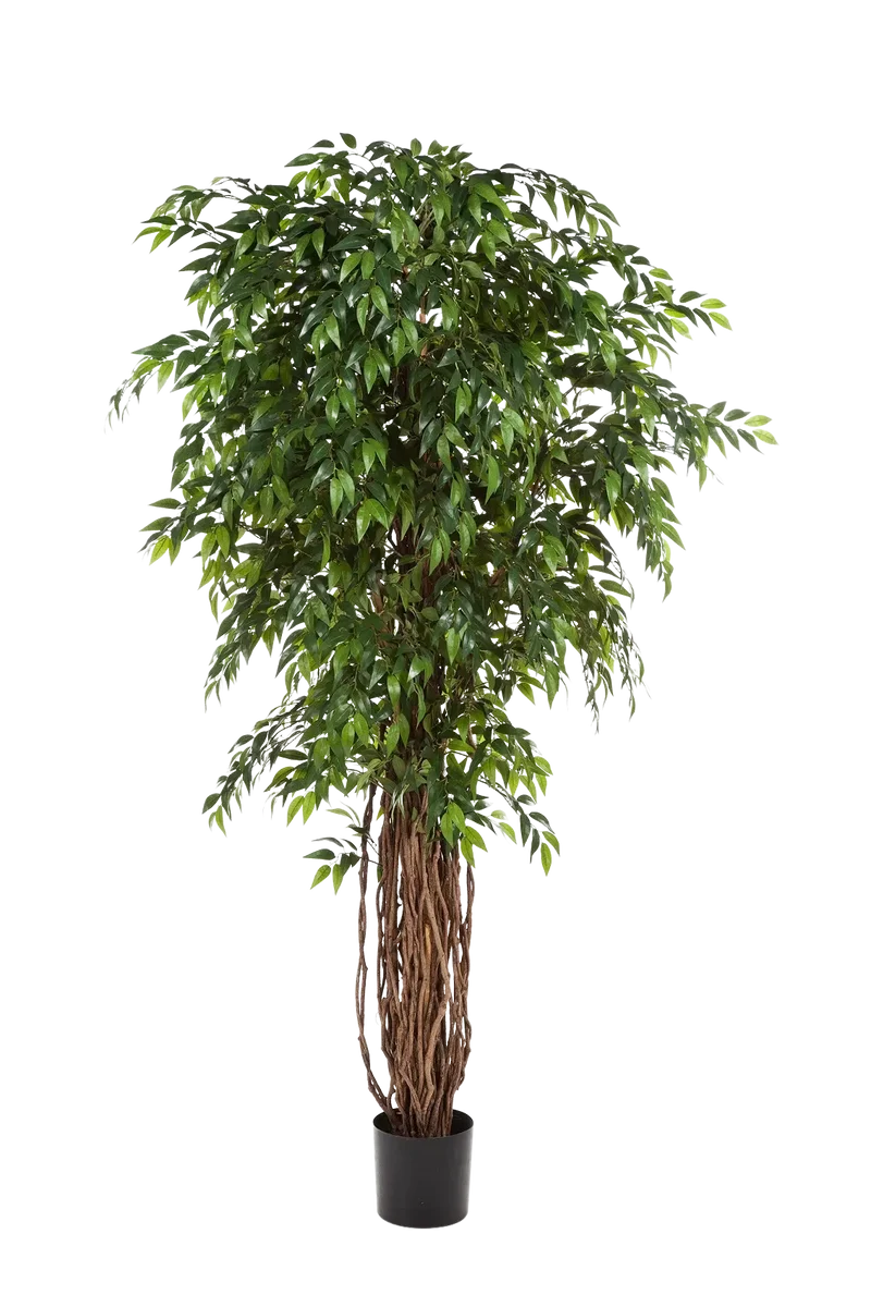 Kunst Ficus - Jayden | 210 cm