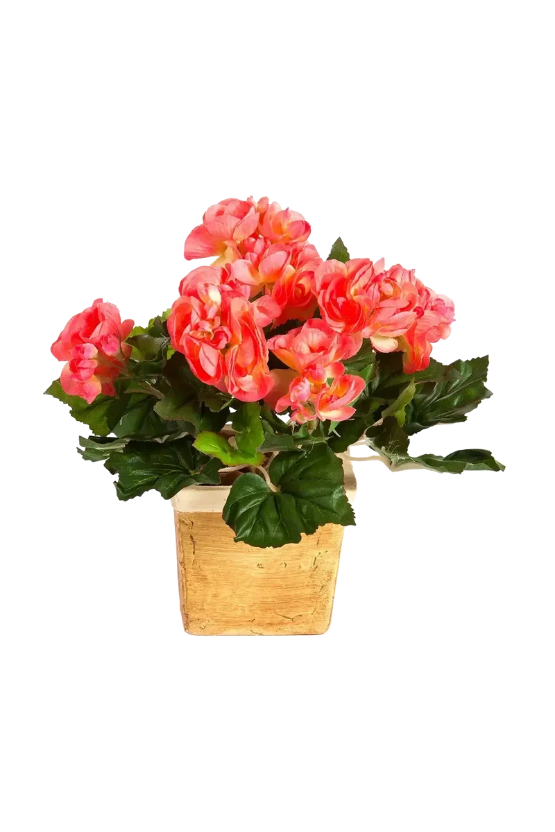 Kunst begonia - plug plant - Tom | 20 cm