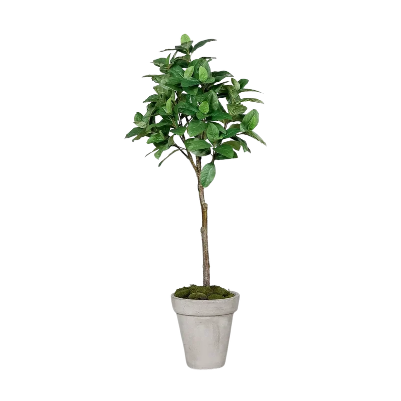 Kunst Koffieboom - Albus | 150 cm