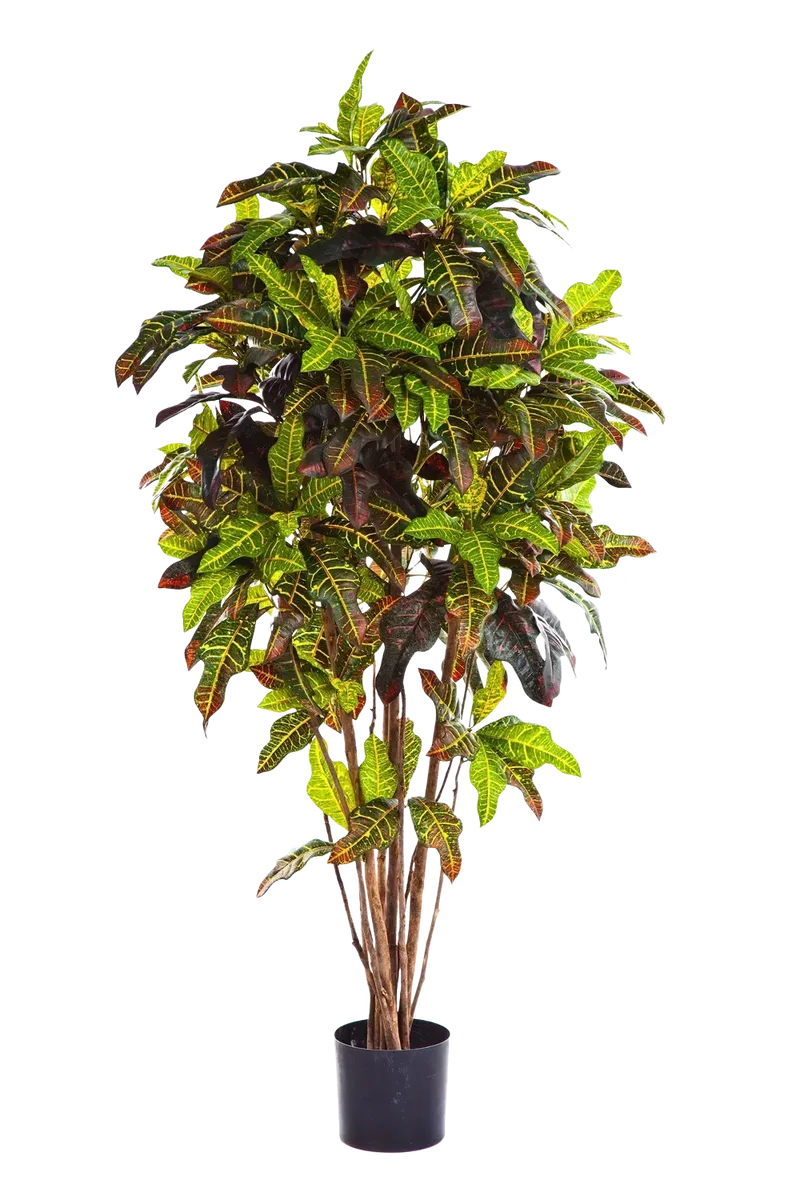 Kunst Croton - Ornella | 180 cm