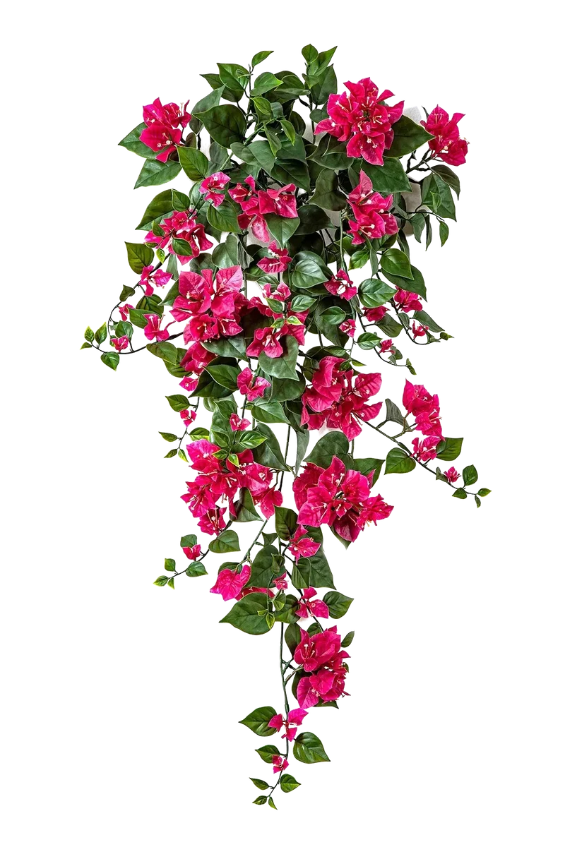 Kunst Bougainville - Erna | 100 cm