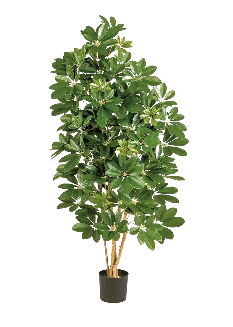 Kunst Schefflera - Omer | 170 cm