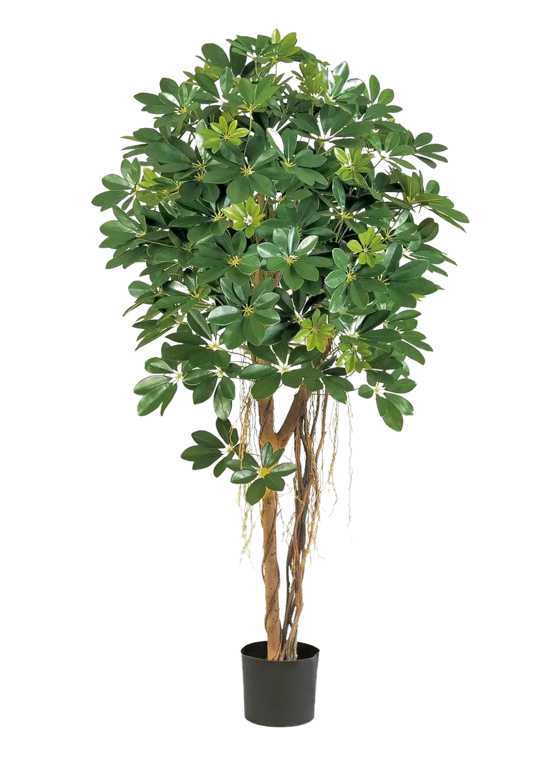 Kunst Schefflera - Olaf | 170 cm