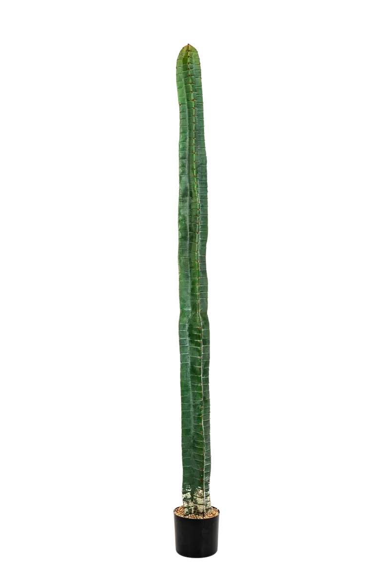 Kunstmatige cactus - Henning | 180 cm