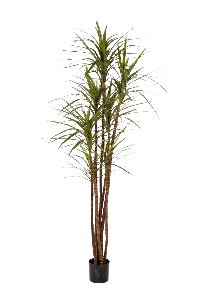 Kunstmatige Drakenboom - Noa | 180 cm