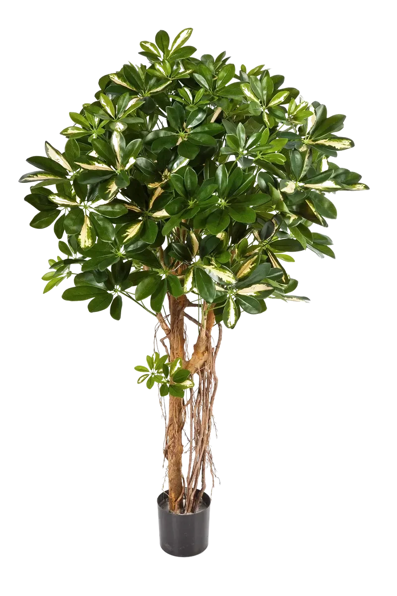 Kunst Schefflera - Owen | 170 cm