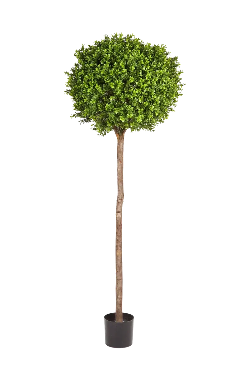 Kunst Buxus - Rayan | 170 cm