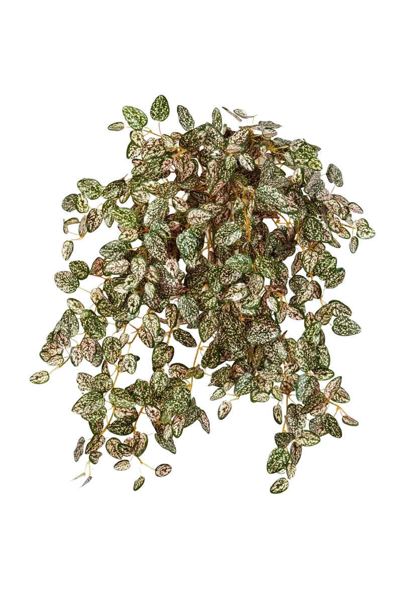 Kunst Hypoestes - Eliah