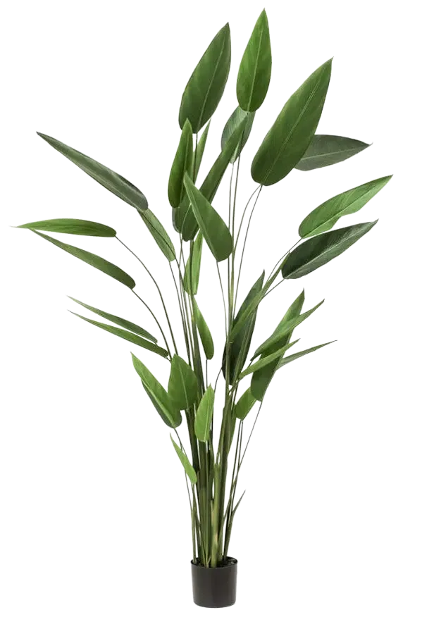 Kunst Heliconia - Frida | 220 cm