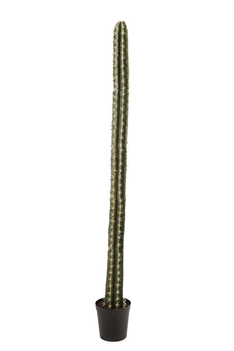 Kunst cactus - Hendrik | 206 cm