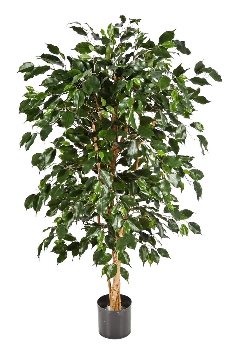 Kunst Chinese Ficus - Ioannis | 210 cm