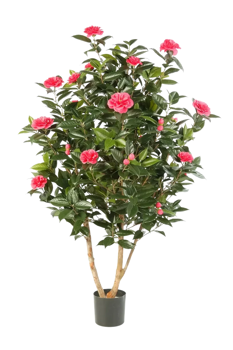 Japanse kunstcamelia - Phileas | 150 cm