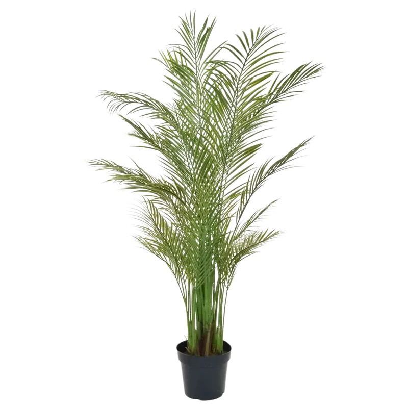 Kunst Areca palm - Amelie | 180 cm